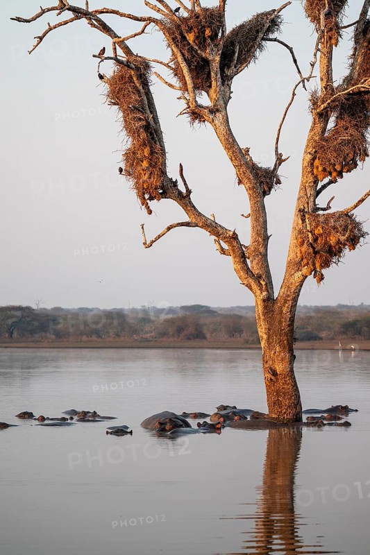 Hippos (Hippopatamus amphibius), group in the water in the morning light under a tree full of birds' nests, with reflection, adult, Kruger National Park, South Africa