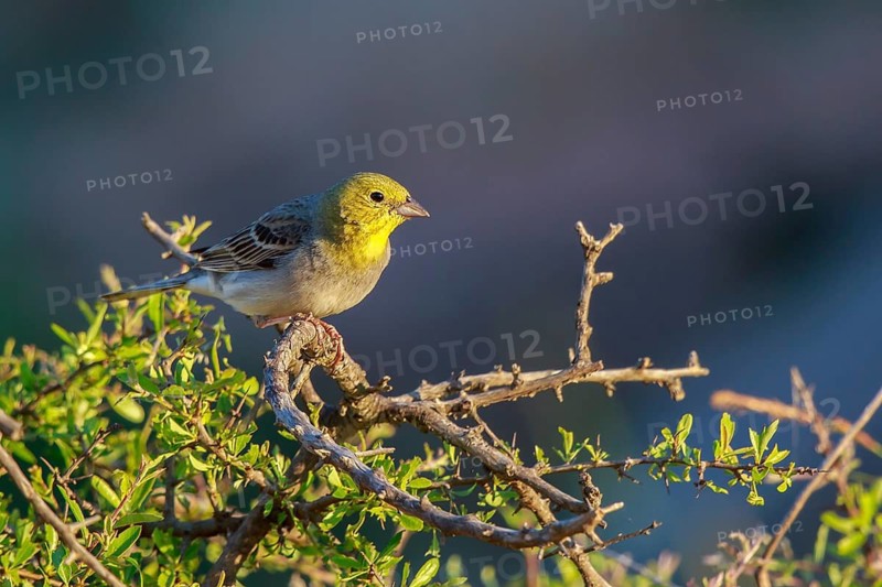 Cinereous Bunting (Emberiza cineracea) male perched on a branch, Lesvos, Greece