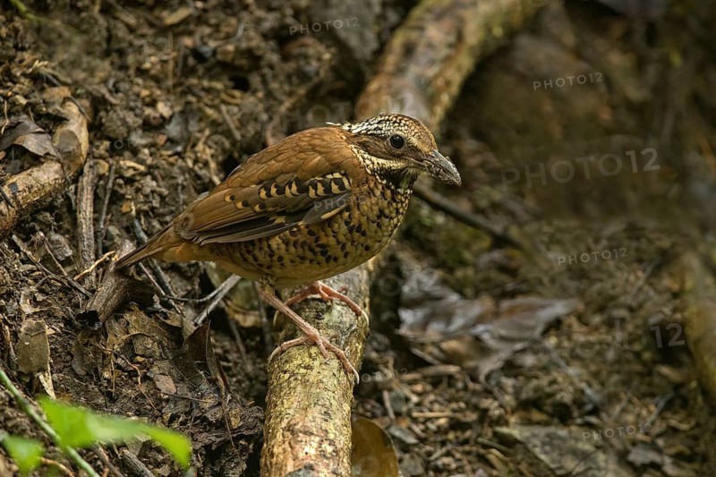 Eared Pitta (Hydrornis phayrei) female, Kaeng Krachan, Thailand