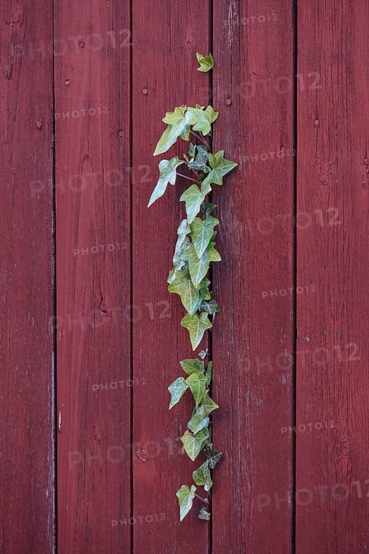 Ivy, fence, Germany