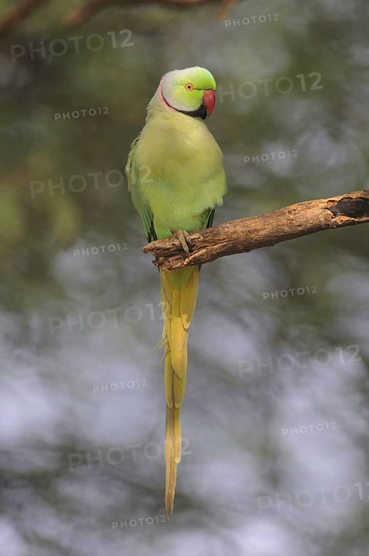 Rose-ringed Parakeet (Psittacula krameri), Keoladeo National Park, India