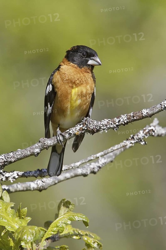 Black-headed Grosbeak (Pheucticus melanocephalus) male, British Columbia, Canada