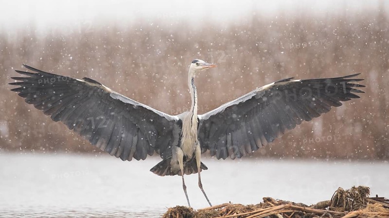 Grey Heron (Ardea cinerea) in snow drift, Subotica, Serbia