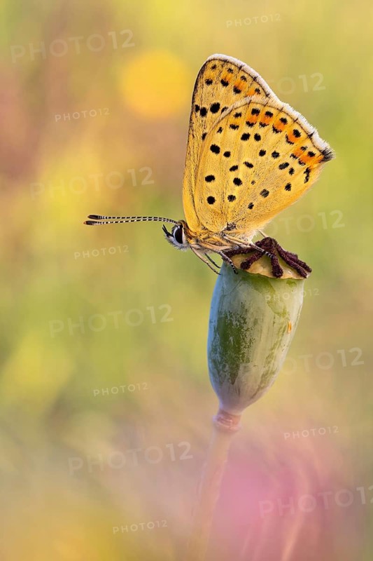 Brauner Feuerfalter (Lycaena tityrus), auch als Schwefelvöglechen bezeichnet