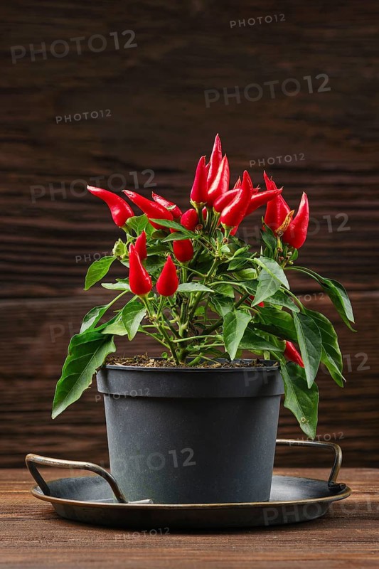 A lush chili pepper plant displays an array of bright red peppers atop green leaves in a black pot. The setup rests on a rustic wooden table, enhancing the vibrant colors and natural beauty.