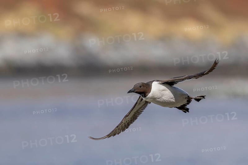 Common guillemot (Uria aalge), in flight, Hornoya, Varangerfjord, Norway