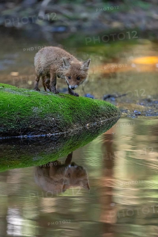 One young red fox, Vulpes vulpes, walking over a mossy rock in a shallow forest creek in late light. Searching for food