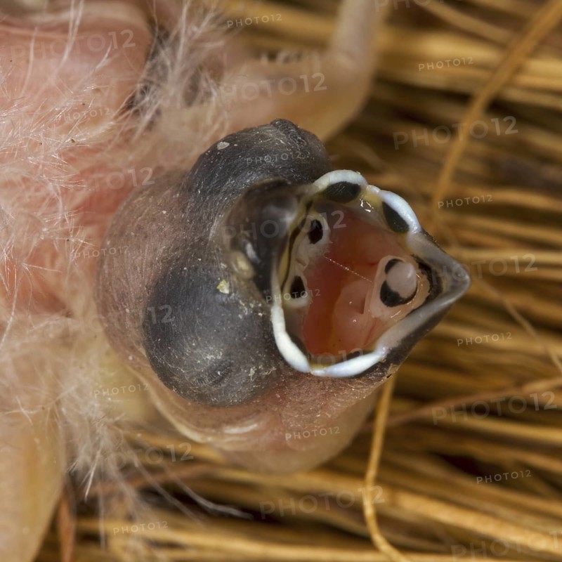 Plum-headed Finch (Neochmia modesta) juvenile