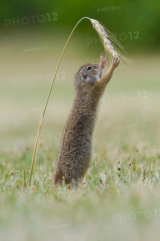 European ground squirrel (Spermophilus citellus) reaches for corn ear, Neusiedeler See National Park, Burgenland, Austria