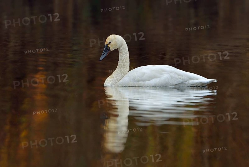Tundra Swan (Cygnus columbianus)