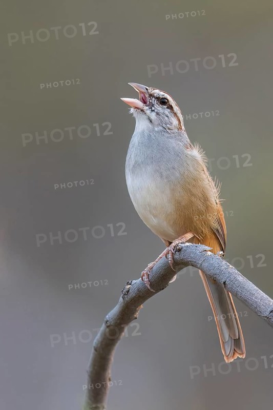 Cinnamon-tailed Sparrow (Peucaea sumichrasti) perched on a branch in Oaxaca, Mexico