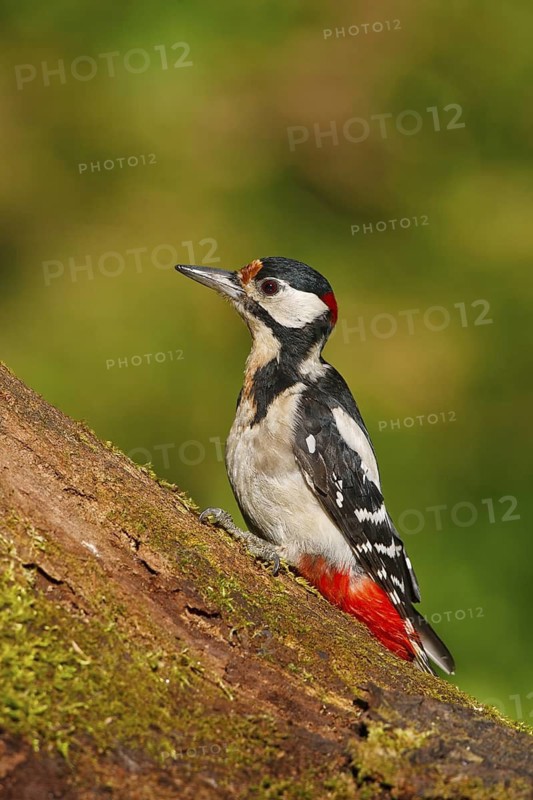 Great Spotted Woodpecker (Dendrocopos major) male, Carinthia, Austria