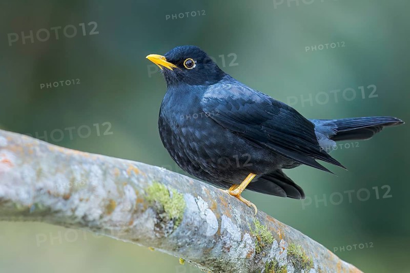 Yellow-legged Thrush (Turdus flavipes) perched on a branch in Colombia, South America