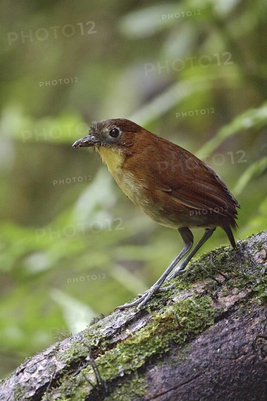 Yellow-breasted Antpitta (Grallaria flavotincta), Ecuador