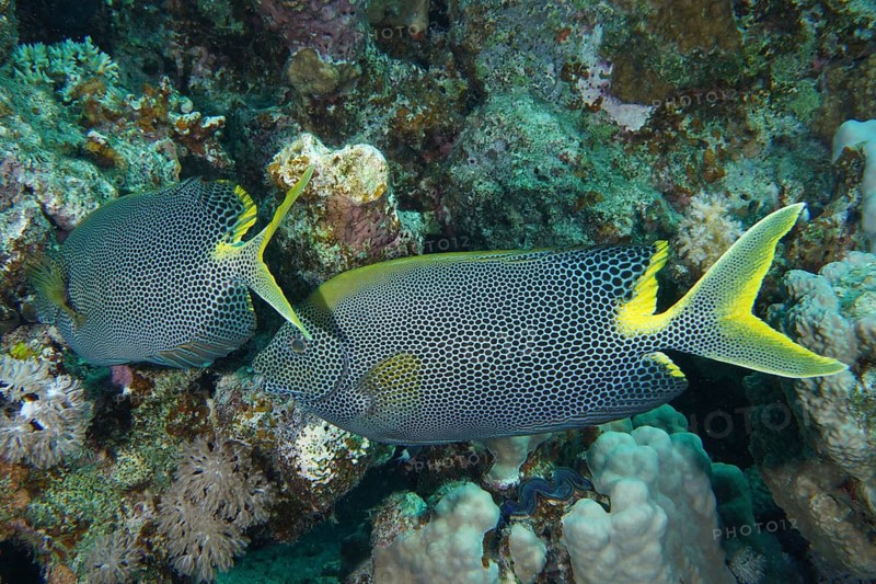 Spotted rabbitfish (Siganus stellatus laqueus)