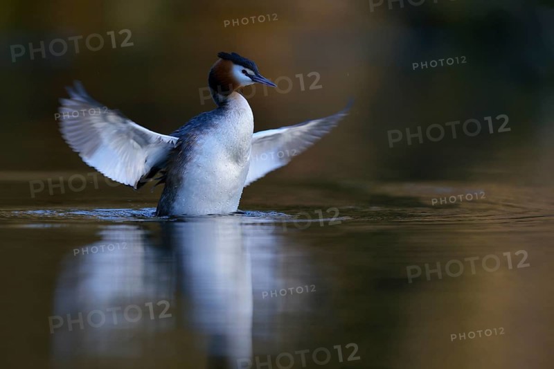 Great Crested Grebe (Podiceps cristatus) spreading wings, North Rhine-Westphalia, Germany