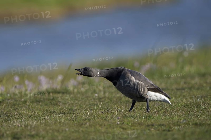 Ringelgans (Branta bernicla bernicla), Brent Goose, drohender Altvogel, April, Insel Texel, Nordsee, Nordholland, Niederlande