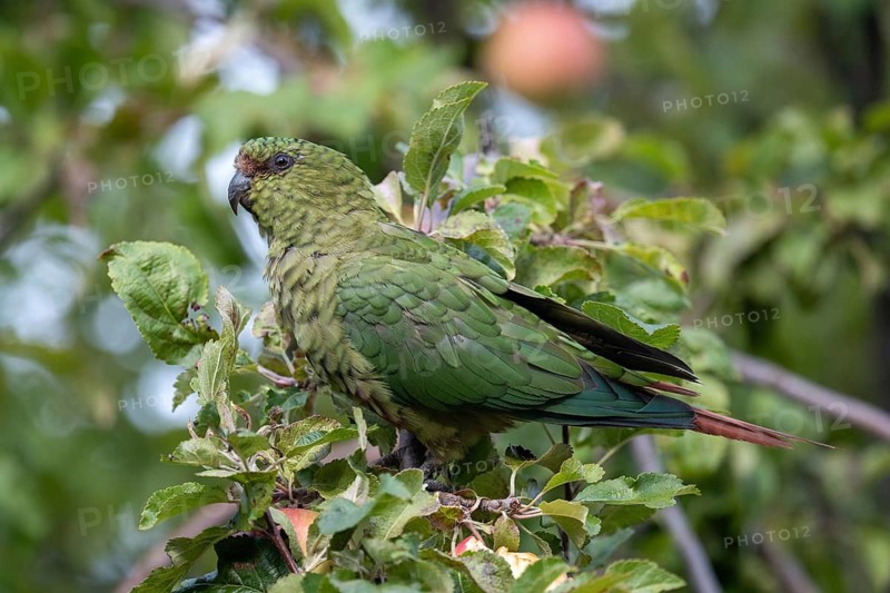 Free-living Emerald Parakeet (Enicognathus ferrugineus) in an apple tree, seen in Nahuel Huapi National Park, Bariloche, Patagonia, Argentina