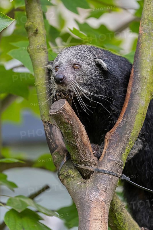 One binturong (Arctictis binturong), or bearcat balancing over branches framed by green leafs