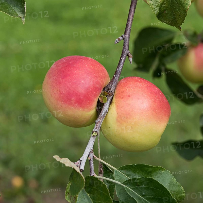 Apple (Malus domestica 'Schöner von Nordhausen'),  Germany