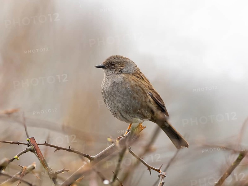 Dunnock (Prunella modularis), adult bird, perched on a branch, in a hedge, Northumberland, England, UK