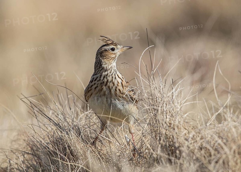 Eurasian Skylark (Alauda arvensis) in field, Wales, United Kingdom