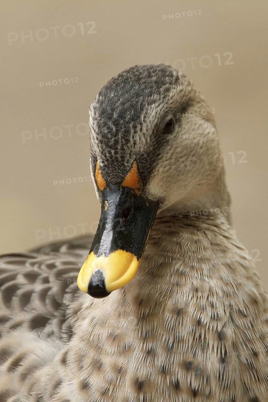 Indian Spot-billed Duck (Anas poecilorhyncha), Hamburg, Germany