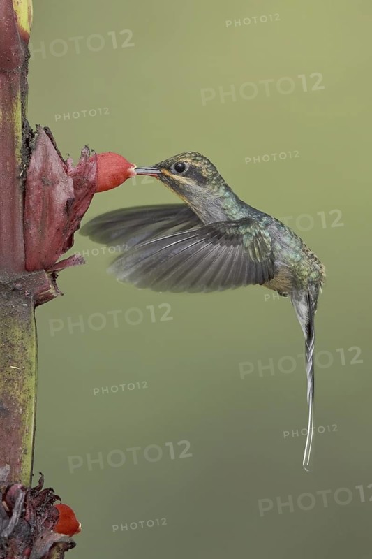 Green Hermit (Phaethornis guy), Ecuador