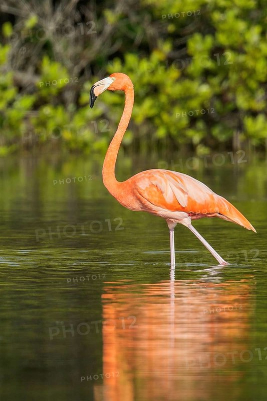 American flamingo (Phoenicopterus ruber) feeding in a lagoon in Cuba