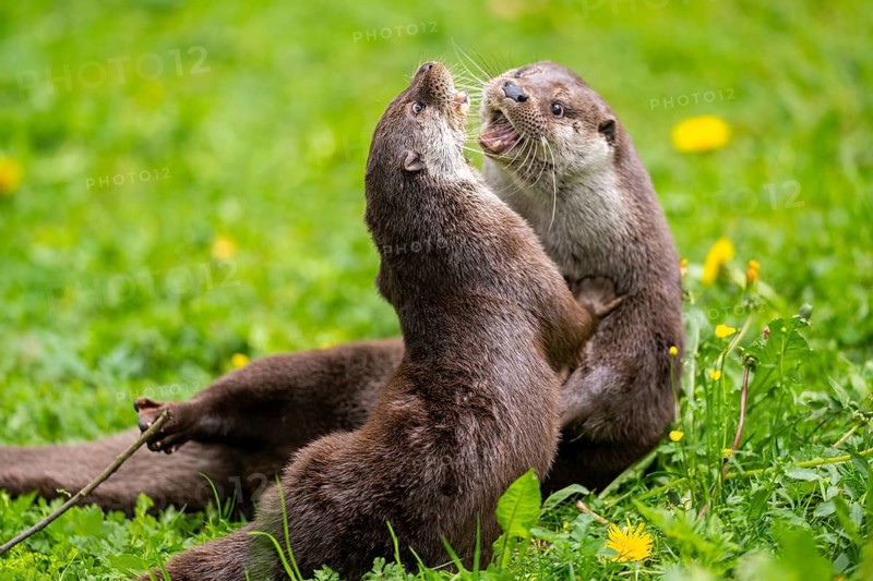 Eurasian otter (Lutra lutra) playing with each other in the grass, Bavaria, Germany