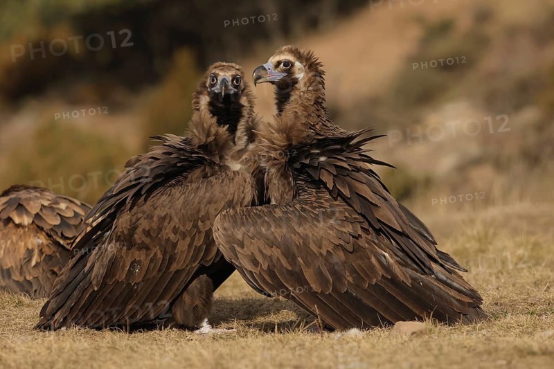 Two Cinereous vultures sit closely together, their dark brown feathers blending seamlessly with the grassy background