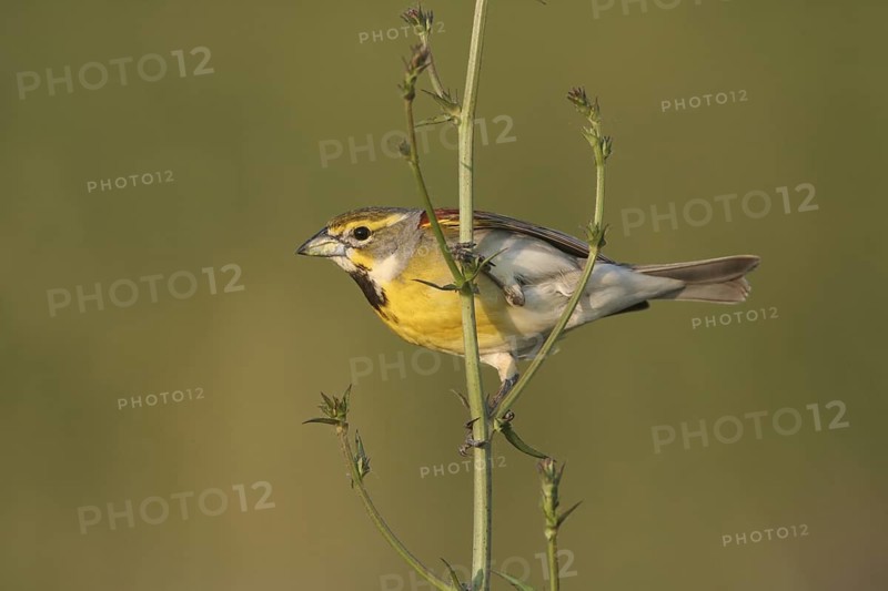 Dickcissel (Spiza americana), Ohio, USA