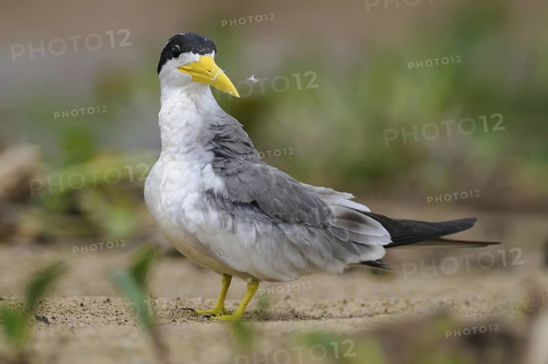 Large-billed Tern (Phaetusa simplex), Pantanal, Brazil