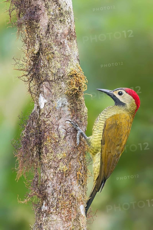Golden-olive Woodpecker (Piculus rubiginosus) perched on a branch in Colombia, South America