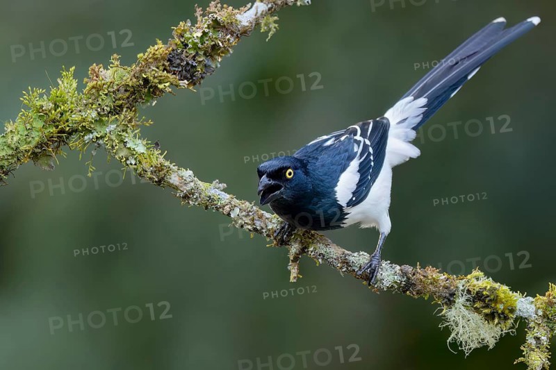 Magpie Tanager (Cissopis leveriana) perched on a branch in the Atlantic Rainforest of Brazil