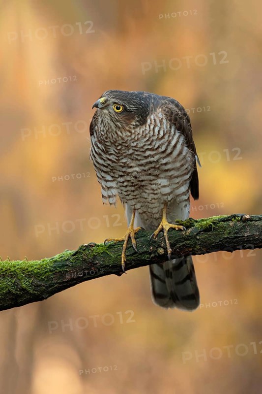 Eurasian Sparrowhawk (Accipiter nisus) young male, Utrecht, Netherlands