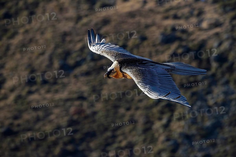 Bearded vulture flying along a mountainside, (Gypaetus barbatus), animals, birds of prey, aerial view, hawkfish, vultures, bird of prey, South Tyrol, Italy