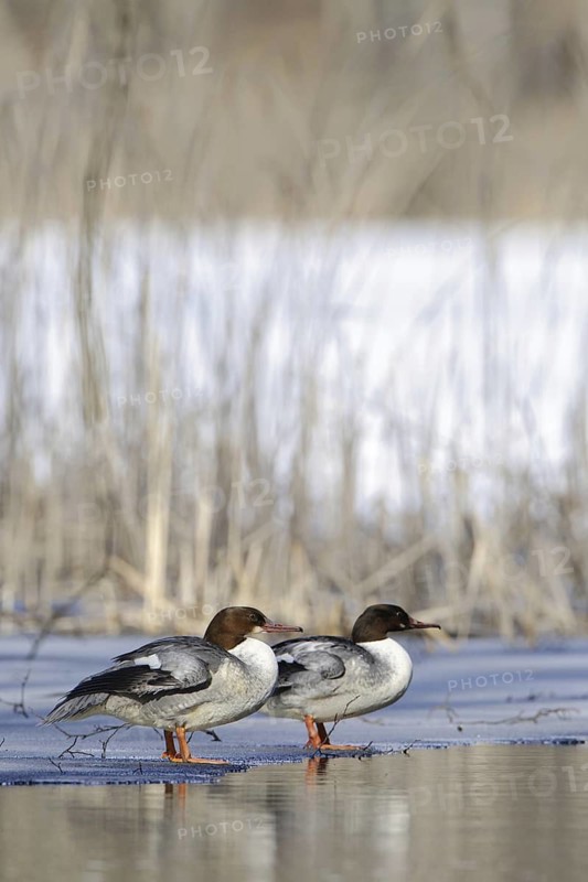 Common Merganser (Mergus merganser) female, Mecklenburg-Western Pomerania, Germany