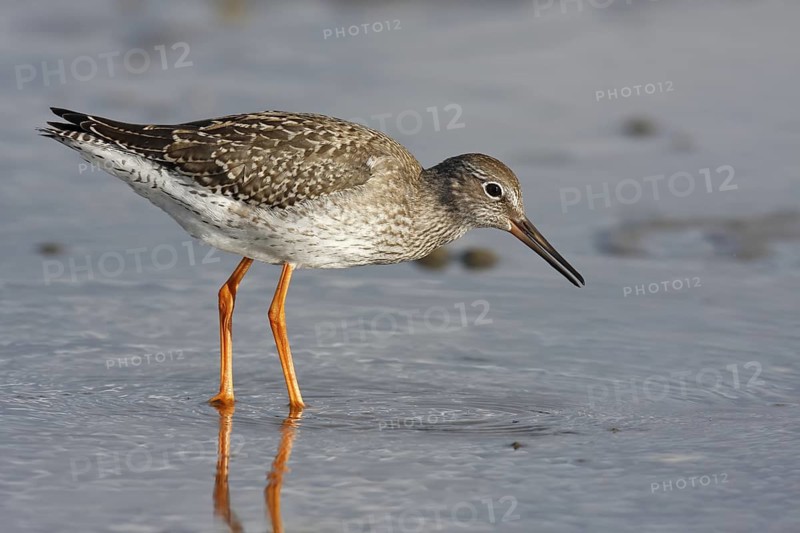 Common Redshank (Tringa totanus) foraging, Lower Saxony, Germany