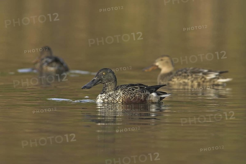 Northern Shoveler (Spatula clypeata), British Columbia, Canada