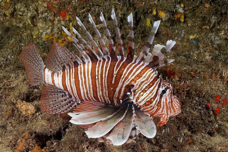 Common lionfish (Pterois miles)