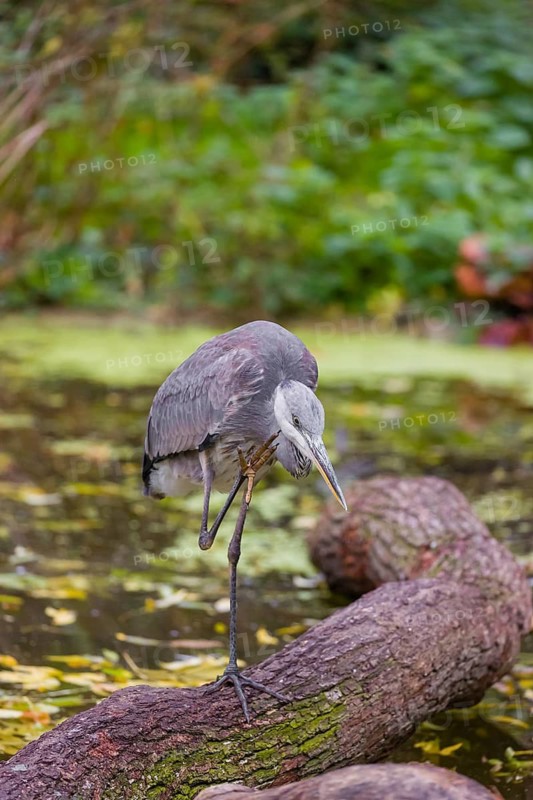 A Grey Heron, Ardea cinerea, stands on a log lying in a pond, scratching his head. Fresh green vegetation is in the background