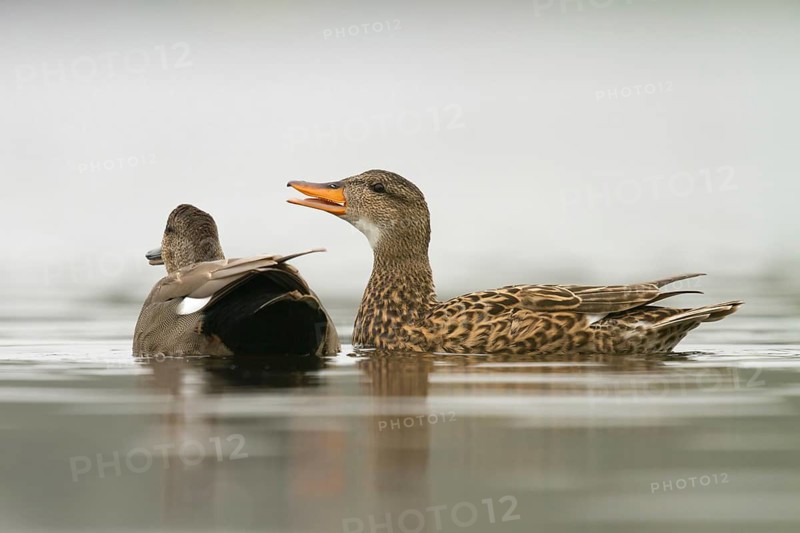 Gadwall (Mareca strepera) pair courting, Utrecht, Netherlands