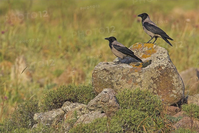 Hooded Crow (Corvus cornix), Lesvos, Greece