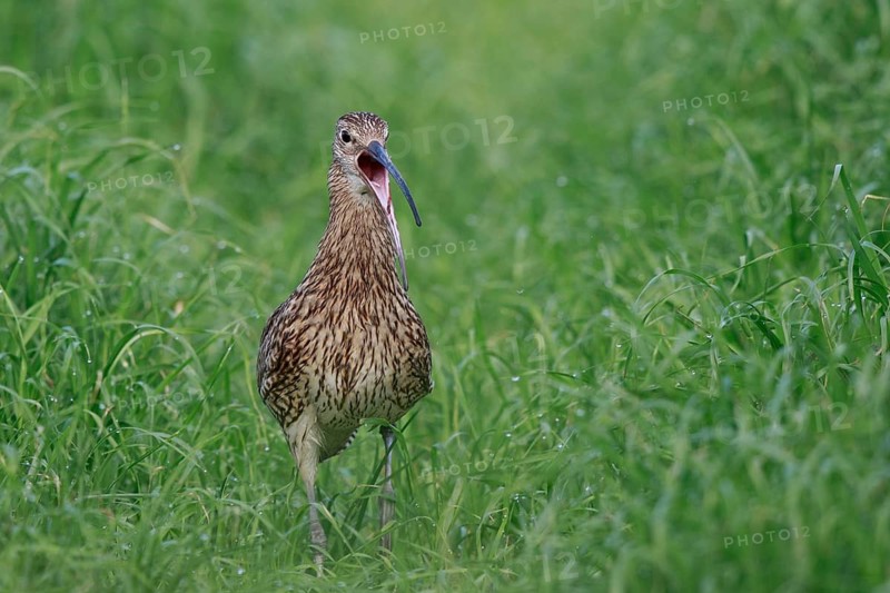 Eurasian Curlew (Numenius arquata) female calling, North Rhine-Westpalia, Germany
