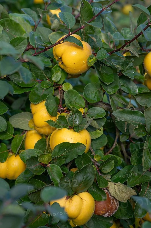 Ripe quinces (Cydonia oblonga) on the tree, Mecklenburg-Western Pomerania, Germany