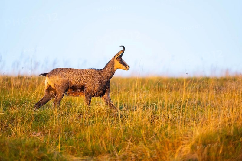 Chamois (Rupicapra rupicapra) on a meadow in the Vosges Mountains, wildlife, France