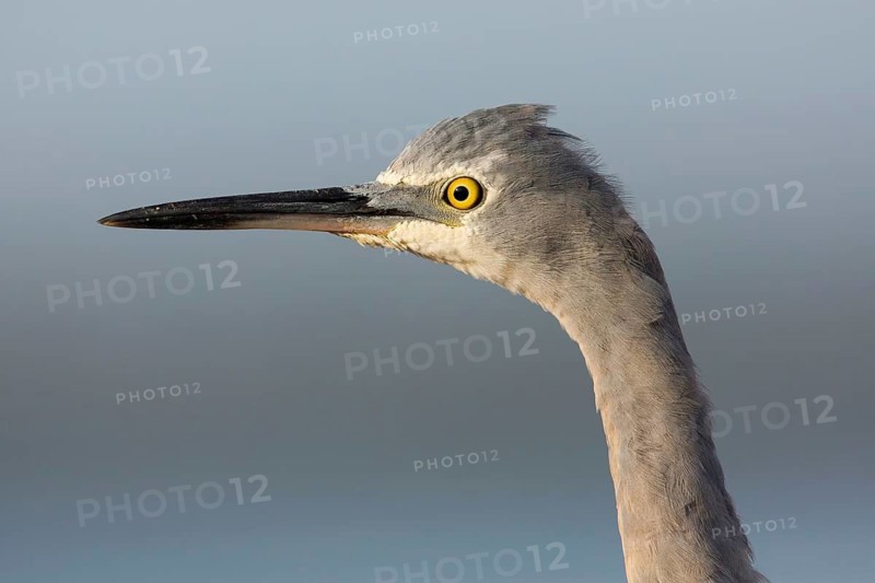 White-faced Heron (Egretta novaehollandiae), Victoria, Australia