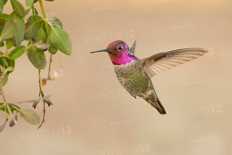Anna's Hummingbird (Calypte anna) male hovering, Texas, USA