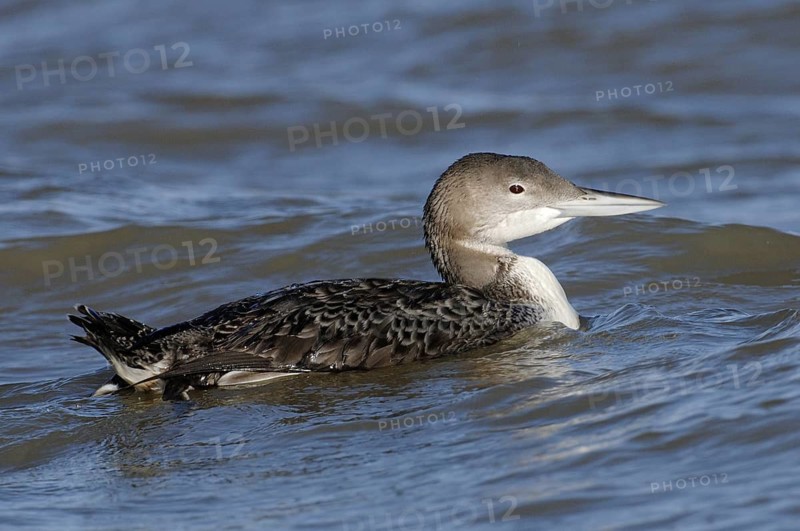 Great Northern Loon (Gavia immer), Texas, USA